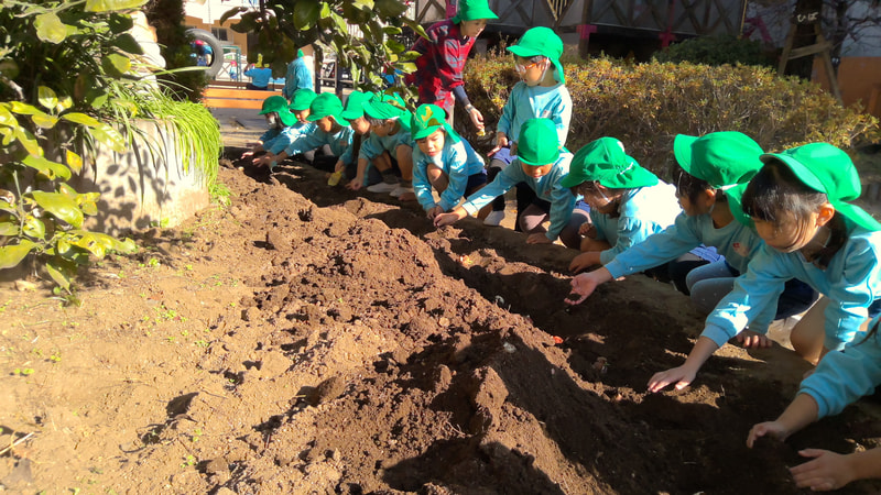 園庭の広い花だんにも、年中組みんなで球根を植えました。「いつ咲くの？」「みんなが年長さんになるころかな」